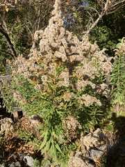 Solidago