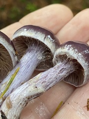 Cortinarius evernius