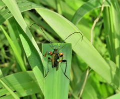 Litopus latipes dispar