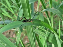 Litopus latipes dispar