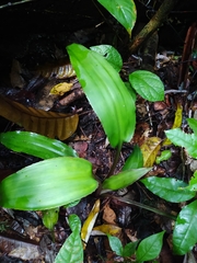 Disteganthus basilateralis