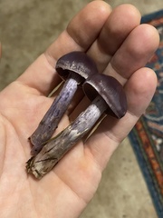 Cortinarius evernius