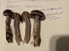 Cortinarius evernius