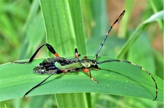 Litopus latipes dispar