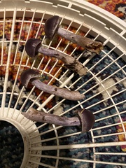 Cortinarius evernius