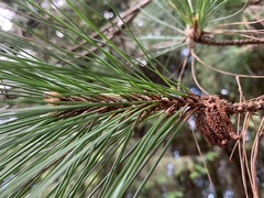 Pinus taiwanensis