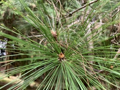 Pinus taiwanensis