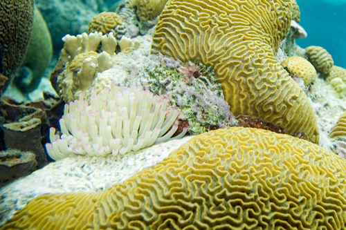 Symmetrical Brain Coral, photo 3 of 8