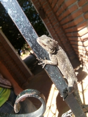 Sceloporus grammicus