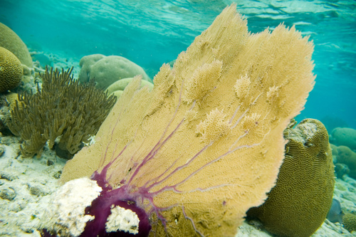 Purple Sea Fan, photo 5 of 9