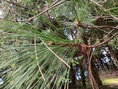 Pinus taiwanensis