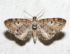 Eupithecia russeliata