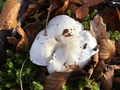 Tricholoma columbetta