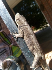 Sceloporus grammicus