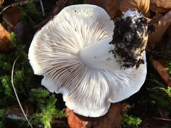 Tricholoma columbetta