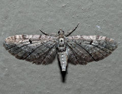 Eupithecia russeliata