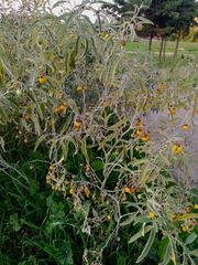 Solanum elaeagnifolium