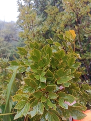 Pseudopanax discolor