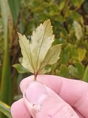 Pseudopanax discolor