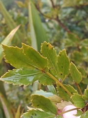 Pseudopanax discolor