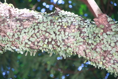 Lemmaphyllum