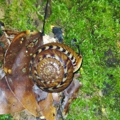 Solaropsis undata