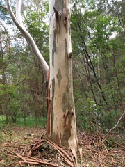 Eucalyptus deanei