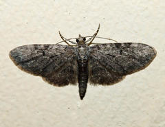 Eupithecia sharronata