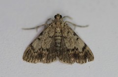 Epipaschia superatalis