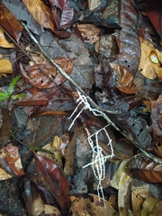 Brunneocorticium corynecarpon