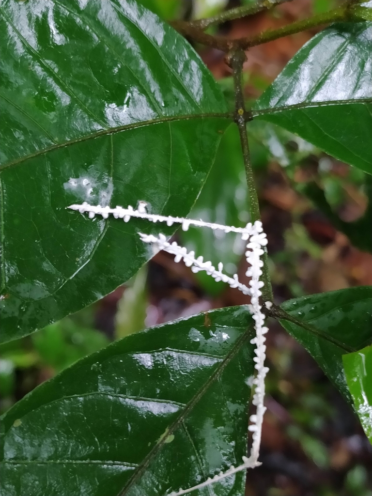 Brunneocorticium corynecarpon · November 2021 · photo: © guillaume_delaitre (iNaturalist, cc-by)