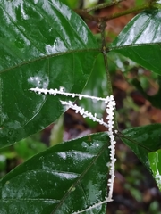 Brunneocorticium corynecarpon