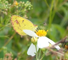 Pyrisitia lisa euterpe