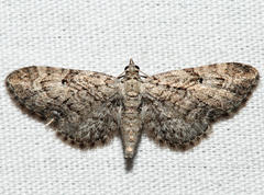 Eupithecia interruptofasciata