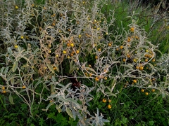 Solanum elaeagnifolium