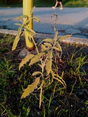 Solanum elaeagnifolium
