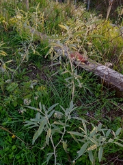 Solanum elaeagnifolium