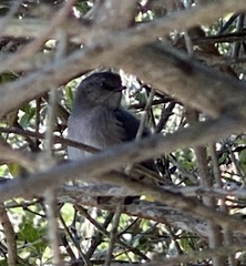 Psaltriparus minimus