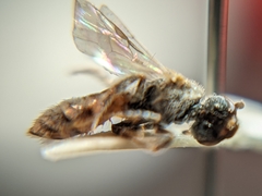 Lasioglossum hudsoniellum