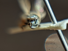 Lasioglossum hudsoniellum