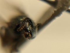 Lasioglossum hudsoniellum