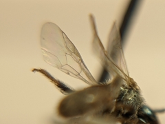 Lasioglossum hudsoniellum