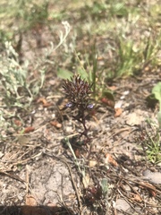 Microcodon glomeratus