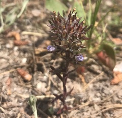 Microcodon glomeratus