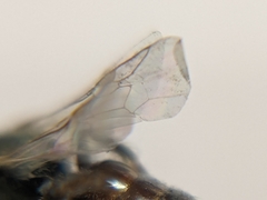 Lasioglossum hudsoniellum