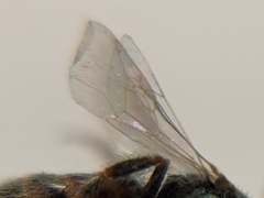 Lasioglossum hudsoniellum