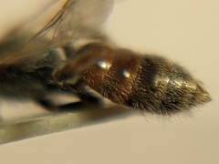 Lasioglossum hudsoniellum