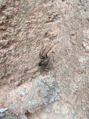 Loxosceles amazonica