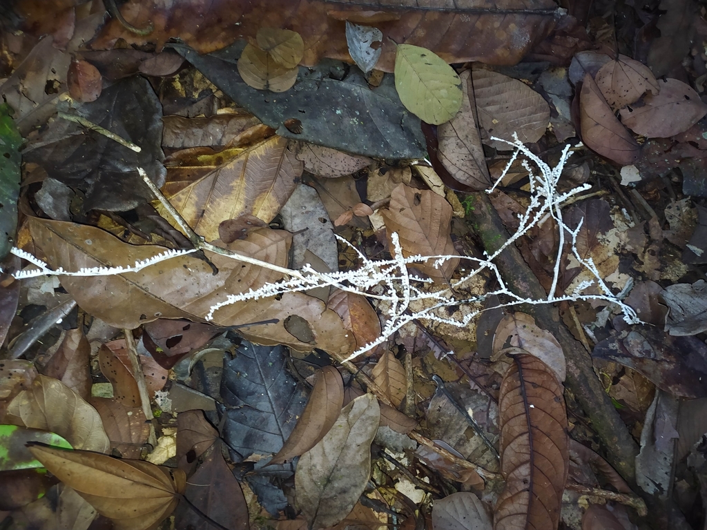 Brunneocorticium corynecarpon · November 2021 · photo: © guillaume_delaitre (iNaturalist, cc-by)