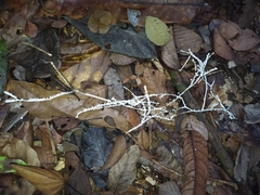 Brunneocorticium corynecarpon